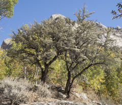 Cercocarpus ledifolius intermontanus
