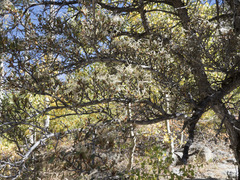 Cercocarpus ledifolius intermontanus