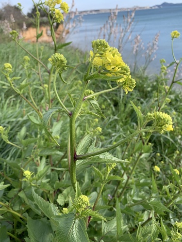 horčica roľná (Mutarda arvensis)