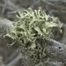 Cartilage Lichen - Photo (c) Jason Hollinger, some rights reserved (CC BY)