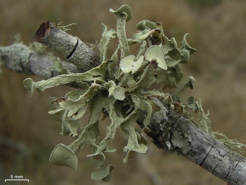 cartilage lichen