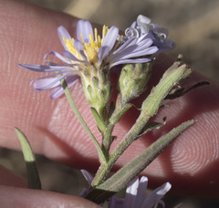 Symphyotrichum spathulatum