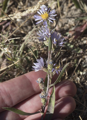 Symphyotrichum spathulatum