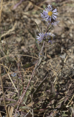 Symphyotrichum spathulatum