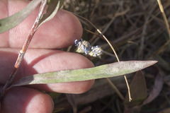 Symphyotrichum spathulatum
