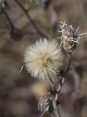 Symphyotrichum spathulatum