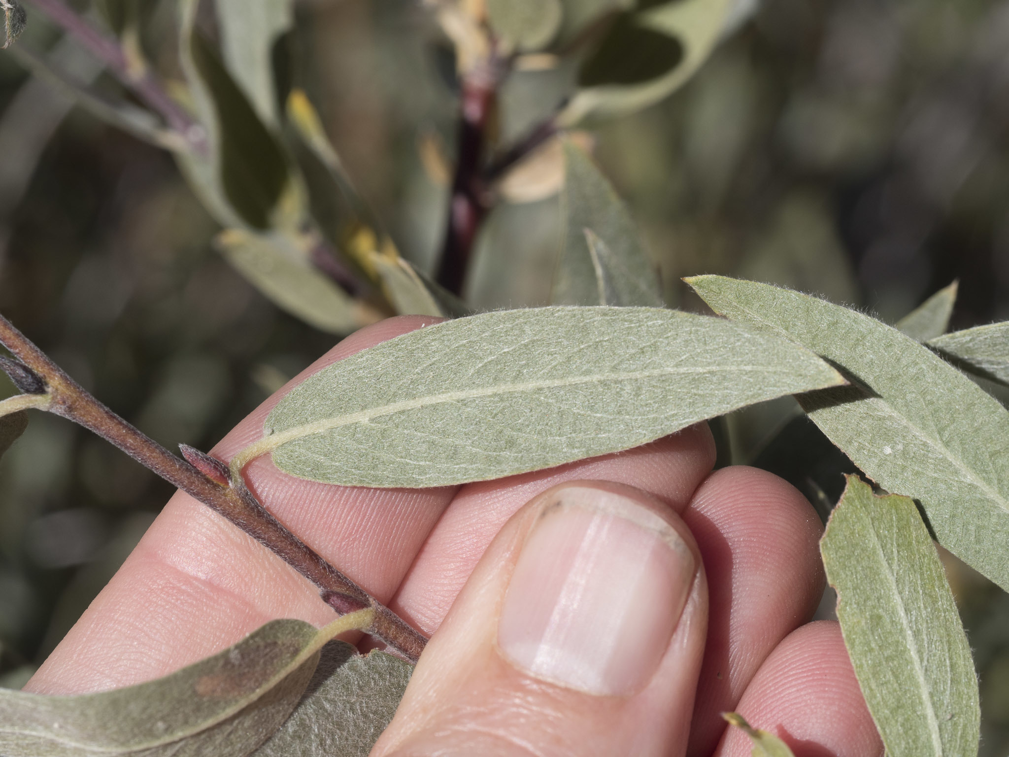 Salix wolfii