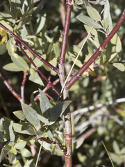 Salix wolfii