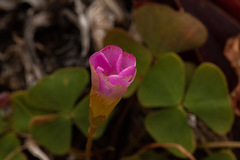 Oxalis obliquifolia image