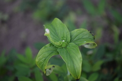 Spigelia