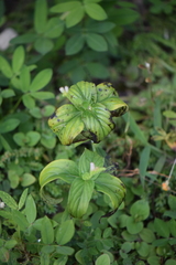 Spigelia