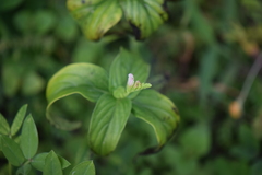 Spigelia