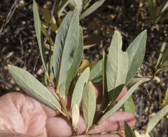 Salix orestera