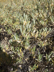 Salix orestera
