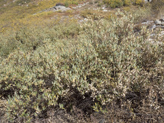 Salix orestera