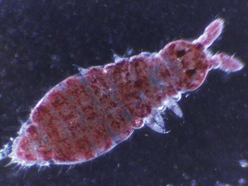Representative image of Ceratophysella succinea