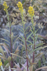 Solidago lepida salebrosa