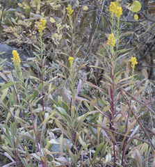Solidago lepida salebrosa