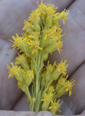 Solidago lepida salebrosa