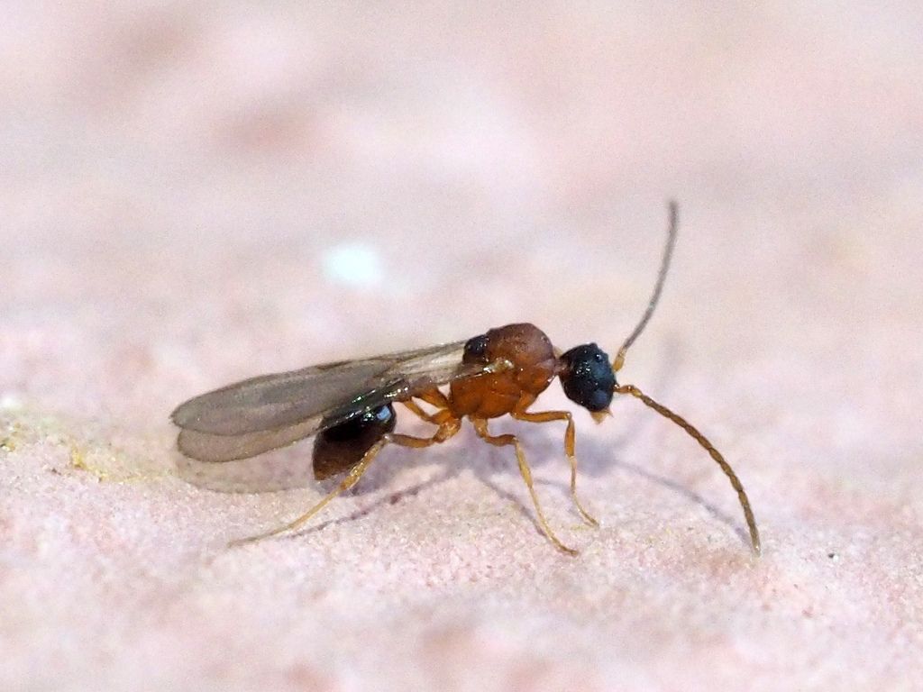 Strumigenys argiola