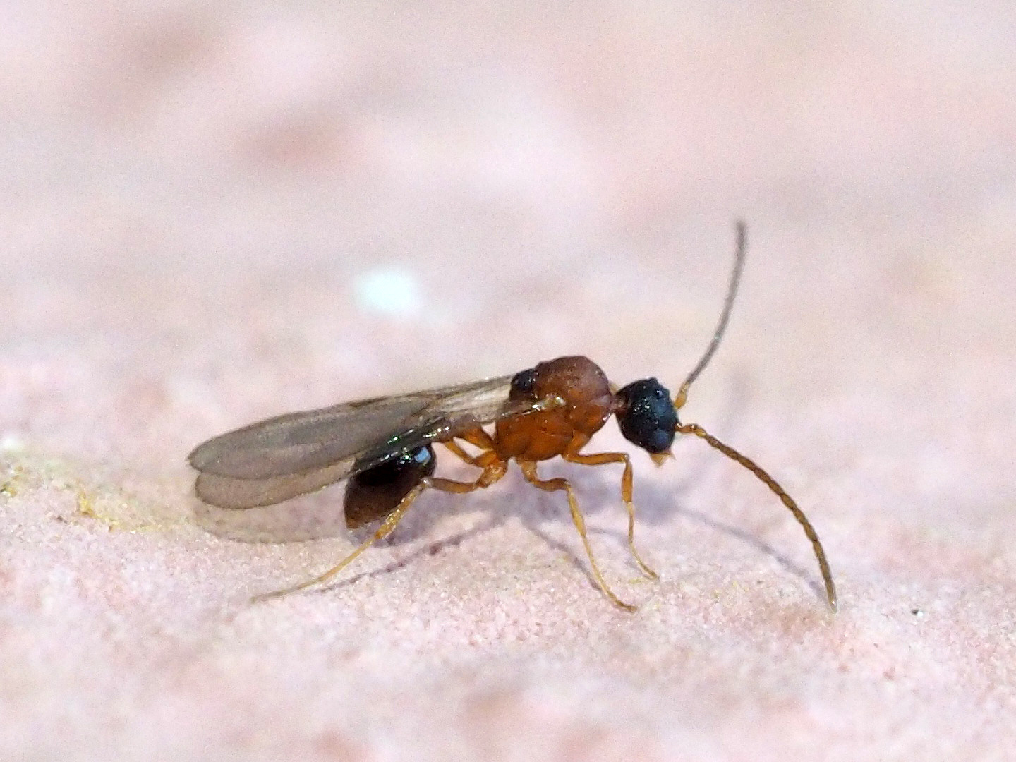 Strumigenys argiola