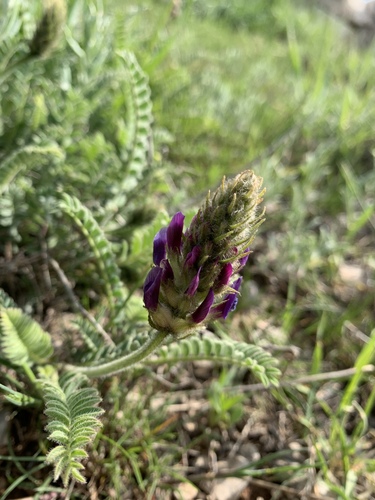 Astragalus sarae