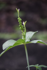 Spigelia