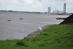Ardea alba