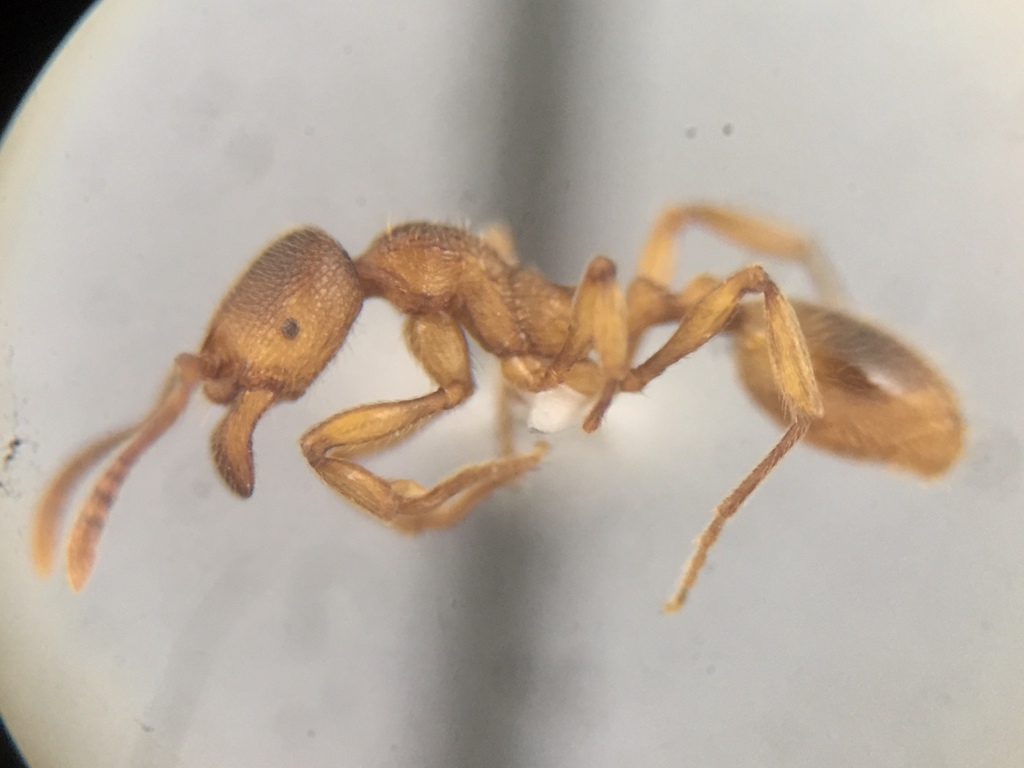 Stenamma schmittii