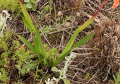 Watsonia aletroides