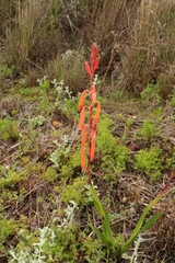 Watsonia aletroides