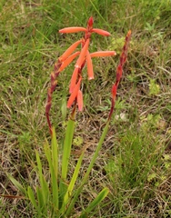 Watsonia aletroides