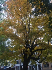 Acer saccharum