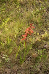 Watsonia aletroides