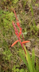 Watsonia aletroides