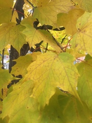 Acer saccharum