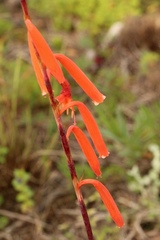 Watsonia aletroides