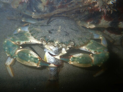 Charybdis japonica (A.Milne-Edwards, 1861)