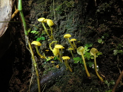 Tricholomopsis aurea