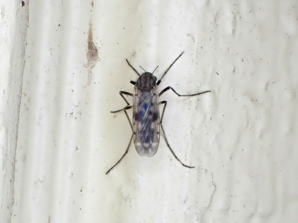 Alotanypus antarcticus