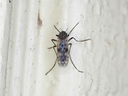Gressittius