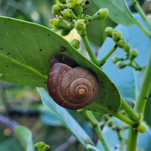 Bradybaena similaris observed 2023-04-04