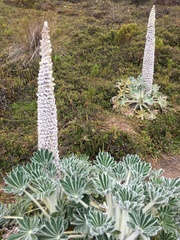 Lupinus alopecuroides