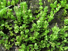 Peperomia berlandieri