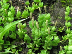 Peperomia berlandieri