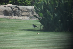 Vanellus indicus