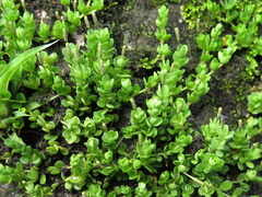 Peperomia berlandieri