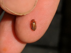 Disonycha conjugata