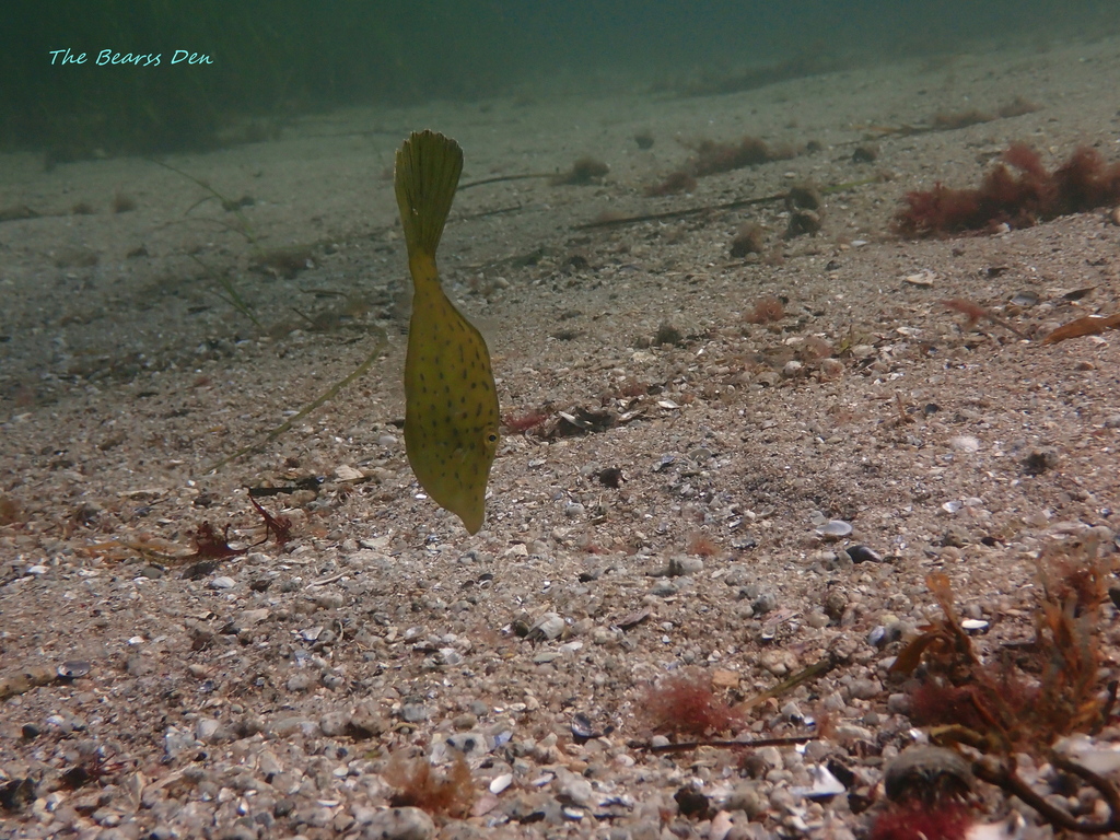 Dotterel filefish (Aluterus heudelotii) — Monacanthidae