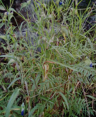 Commelina tuberosa